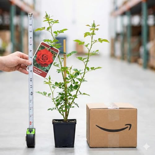 Image of Rare Original Red Climbing Rose Live Plant with Pot Fragrant Flowering Vine | Fast Growing Creeper Rose Plant for Balcony Terrace Wall Fence Garden | (Rose Plant Pack of 1) (RED CLIMBING ROSE)