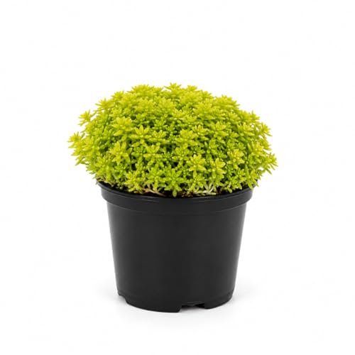 Sedum Japonicum Tokyo Sun Plant, 4 Inch Pot Sedum Plant