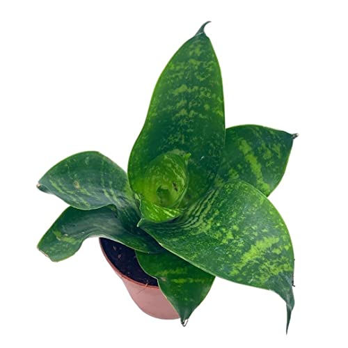 Black Robusta Snake Plant, Green Striped Variegated Snakeplant, Sansevieria Trifasciata Prain, 2" Pot #TOP4