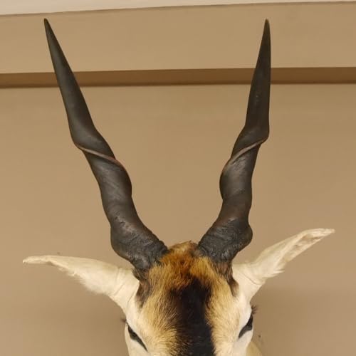 GTK - Geweihe & Trophäen KRUMHOLZ Riesengroßer Eland BULLE Kopfpräparat mit Füße