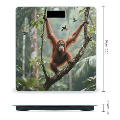 Báscula Digital de Baño Swinging Orangutan Precisa 400 lb miniatura 2