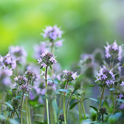 Tomillo rastrero perennes semillas de jardín interior bonsái de interior cortadas semillas silvestres perennes resistentes decoración sala estar 100pcs