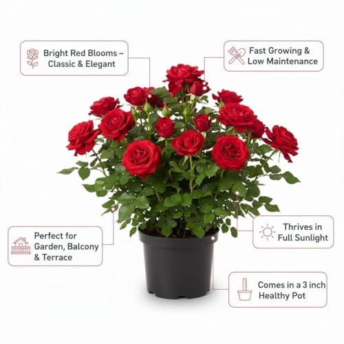 Image of Live Climbing Red Rose Plant with Plastic Pot, Creeping, Rambling, Ornamental, Vining, Fragrant, Trailing Flower (ROSE FLOWER PLANT) (FLOWER PLANT) (RED CLIMBING ROSE)