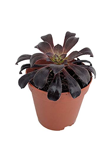 Hirt's Gardens Black Rose Succulent - Aeonium - Rare - Easy To Grow! - 2" Pot #TOP24