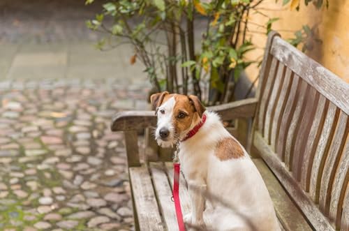 Trixie Premium Halsband Größe M–L: Halsumfang 35–55 cm/20 mm in rot - stufenlos verstellbares Hundehalsband für mittelgroße bis große Hunde, neoprengepolstert, 201603