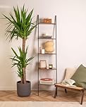 Prickle Plants Yucca - Architectural Indoor Yucca with Upright Spiky Foliage, Hardy Easy Care Plant for Stylish Home or Office (120-140cm incl. 24cm Pot)