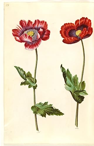 Pintura mural Papaver somniferum de Hans Simon Holtzbecker en lienzo premium