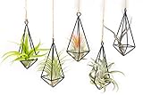 5 Pack Black Metal Pendant Hanging Planter with Assorted Medium Air Plant - Macrame Holder for Indoor Plants - Succulent Plant Hanger - Available in Wholesale and Bulk- Home and Garden Décor