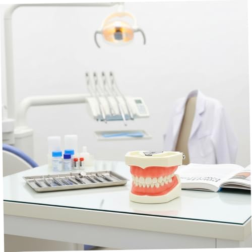 Modèle de dents Typodont d'enseignement en résine de haute précision - 2