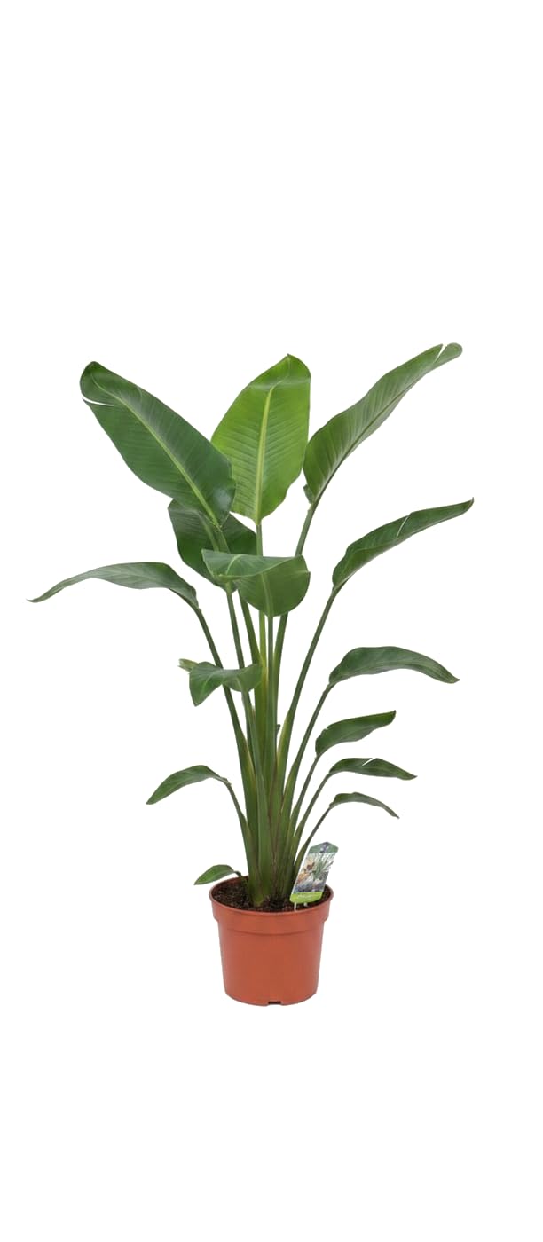 DECOALIVE Strelitzia Nicolai Planta Strelitzia Ave del Paraíso Gigante en Maceta 17 cm Altura 60-65 cm Planta Tropical Natural para Interior Luminoso