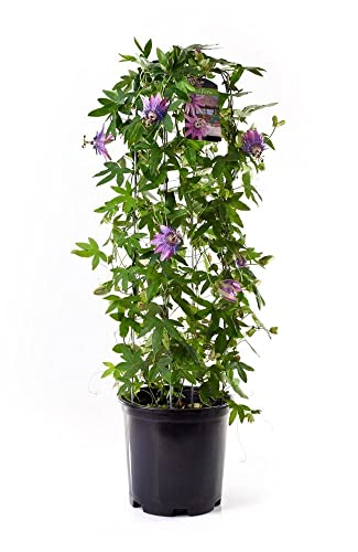 DECOALIVE Planta de la Pasión Fruto Maracuyá Natural Passiflora