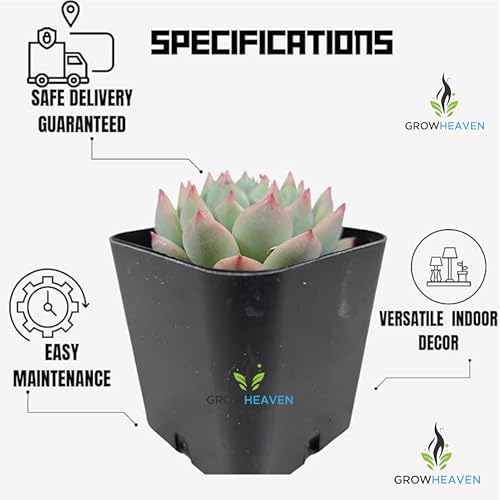 Image of live plants (LAKSHMI KAMAL PLANT)