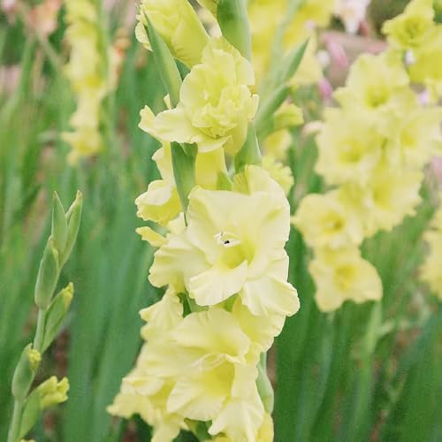bulbi di gladioli giardino decorativo Bulbi di perenni resistenti all'inverno interni ufficio 24pcs