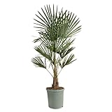 Bloomique - Trachycarpus fortunei - Palmera de abanico china - Palmera resistente - Plantas de jardín - Altura 120-150 cm - Maceta 30 cm