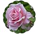 Belinda's Dream Rose Bush - Pink Low Maintenance Shrub Rose Plant Own Root 4" Pot