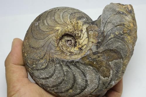 Image of Ammonite Fossil Cretaceous Fossils Fossils from Morocco Fossil Rock Ammonites Fossil A298