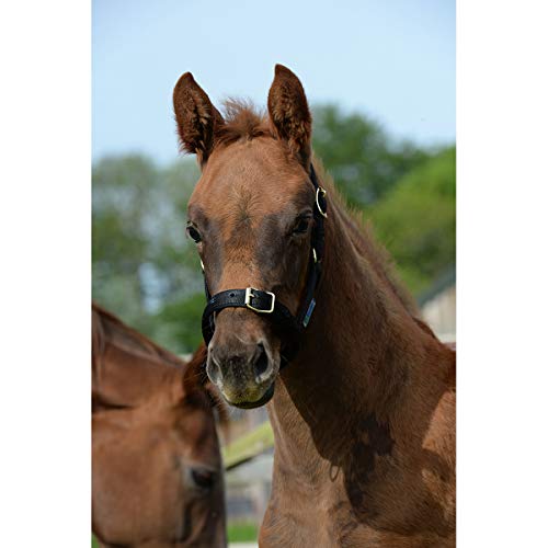 Halfter Dublin Bucas negro pony cabezada cuadra cinchas 2