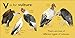 V is for Vulture (The Animal Alphabet Library)