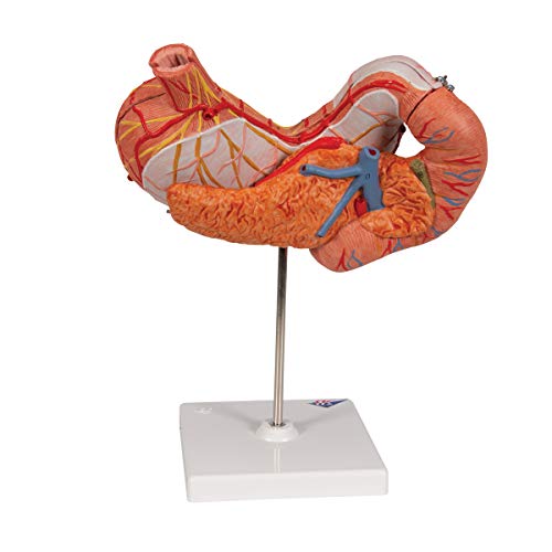 Image of 3B Scientific K16 Stomach 3 part - 3B Smart Anatomy