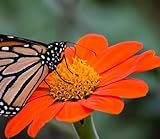 Mexican Sunflower Seeds for Planting – Plant & Grow Heirloom Mexican Sunflowers in Home Outdoor Garden – Planting Instructions for Vibrant Blooms – Great Gardening Gift, 1 Packet