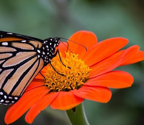 Mexican Sunflower Seeds for Planting Plant & Grow Heirloom Mexican Sunflowers in Home Outdoor Garden Planting Instructions for Vibrant Blooms Great Gardening Gift 1 Packet