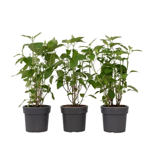 Plant in a Box - Hortensia Strong Annabelle - Set de 3 - Hortensia - Arbusto Deciduo Fuerte y Resistente al Invierno - Maceta 19cm - Altura 30-40cm