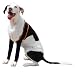 H4Legs Dog Leggings, Small, Navy Blue