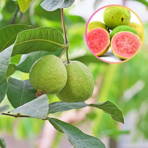 Image of Giant Vietnamese Big Size Guava Plant - Grafted Jumbo Guava Tree, Sweet Large Fruit Plant for Home Garden, Nursery Plant,CF SG55