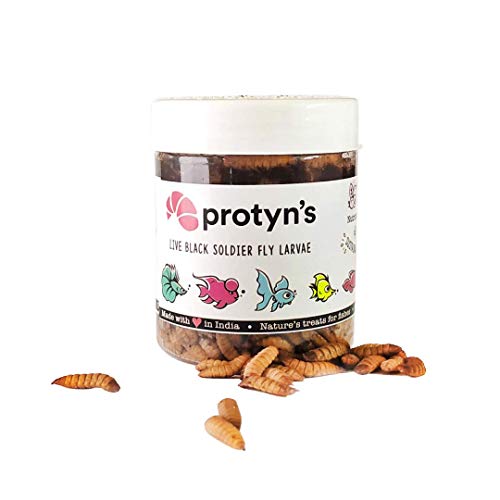 Protyn BSF Live Larvae Treat - Food for Aquarium Fishes - High Protein and 50x More Calcium Than Mealworm (500 Larvae)