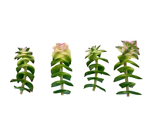 Live Succulent Cuttings (3 Crassula Variegated String Of Buttons), Succulents Plants Live, Succulent Plant No Roots, House Plants Live Office Decoration, Diy Projects, Party Gift By The Succulent Cult #TOP3