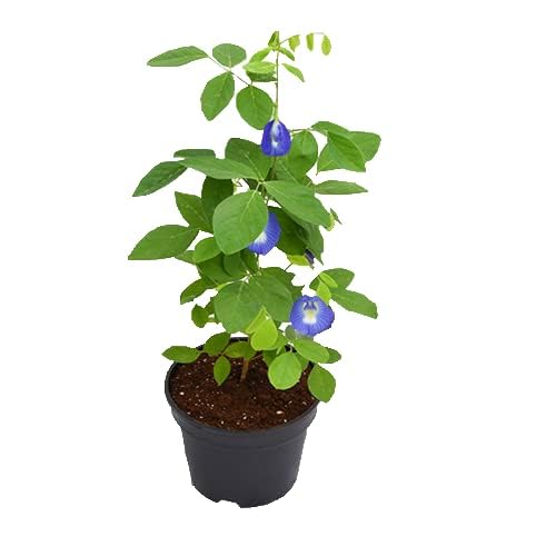 Live Blue Aprajita Plant, Butterfly Aprajita Flower, Asian Pigeonwings, Clitoria Ternatea, Butterfly Pea Flower Plant With Plastic Pot