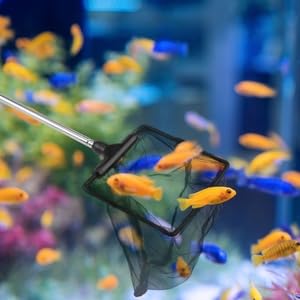 10cm Filet pour la pêche en Aquarium avec 16 à 40 cm Poignée Extensible, Aquarium Petit Épuisette, Télescopique Epuisette Aquarium Maille pour Aquariums Bassins Réservoir de Poissons【10 * 8CM】