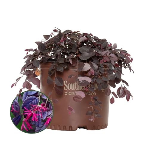 Loropetalum Purple Pixie Shrub - Pink Foliage in a 3 Gal Pot - Grows Upto 2' x 5' - Low Maintenance and Perfect for Hedges and Foundation Planting (1 Count)