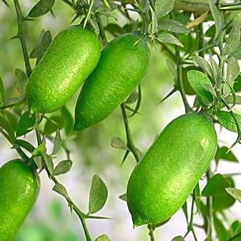 Image of GreenWorld Special & Rare Long Finger Green Australion Lime,Lemon /Lebu Plant(Australion Variety) Healthy Live Plant,'' Fruit After 1 Year''