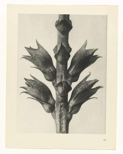 Karl Blossfeldt Murale Tableaux Toile pour habiller un mur vide