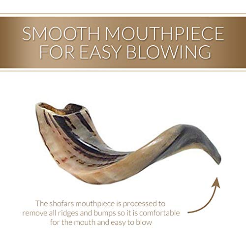 Kosher Odorless Polished Rams Horn (Medium) - Image 5
