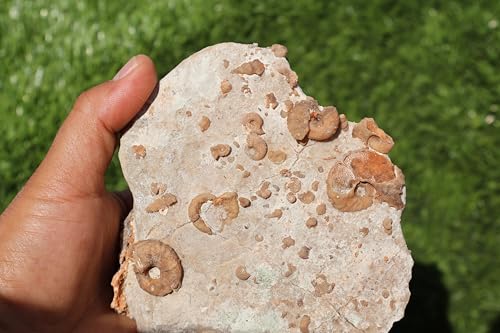 Image of Douvilleiceras & Gastropods Plate Cretaceous Fossils Fossils from Morocco Fossil Rock ammonites Fossil A124