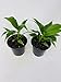 Two Peace Lily Plant - Spathyphyllium - 4.5" Unique Design Pot From Jm Bamboo