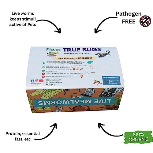 Image of True Bugs Live Larvae MEALWORMS 250 pcs | High Protien Treat Food with Natural Supplement for All Life Stages Aquarium Fish Like Arowana, Flowerhorn, Oscar, Birds, Reptile, Monkey and Other Pets