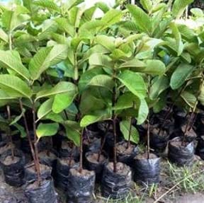 Guava Plant Allahbadi Amrud Live Plant (B09CHL3HVV) Amazon Price History, Amazon Price Tracker