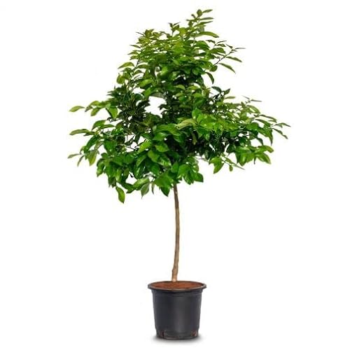 Árbol Naranjo PREMIUM Frutal Natural Naranjas de Mesa