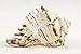 Black Murex | Black Murex Sea Shells | Collector Shell | 1 Piece Set for Display or Decor | Plus Free Nautical Ebook by Joseph Rains (5