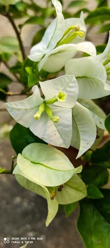 Image of Rare Bougainvillea Live Flower Plant || Healthy Live Plant with Grow Bag & Secure Packing || Beautiful Flower Garden Decoration (white)