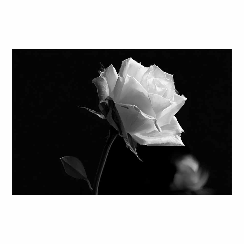 HOQIU Black And White Pictures For Walls Minimalist Whites Ros prints for walls, canvas wall art, for Living Room Bedroom Bathroom Home Office Wall Decoration(Multicolor)-80x120cm Unframed