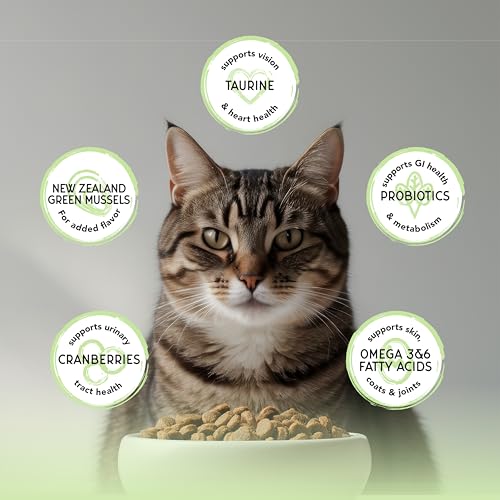 Image of Blackwood Bounty Dry Cat Food, Whitefish & Lentil Recipe for All Life Stages, 2 Pound Bag, High Protein, Grain Free
