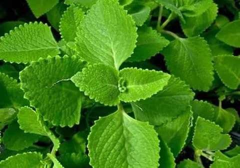 Shreesha Seeds Stem Cuttings of Ajwain Plant/Vamu Plant/Omam Plant/Karpooravalli Plant/Mexican Mint Plant pack of 4 Stems (B0CPD392S9) Amazon Price History, Amazon Price Tracker