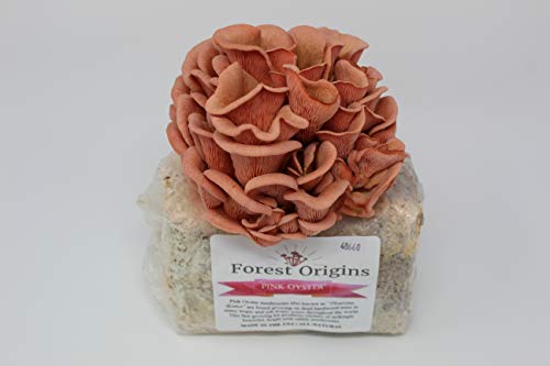 Forest Origins Pink Oyster Mushroom Grow Kit, Beginner Friendly & Easy To Use, Grows In 10 Days | Handmade In California, Usa | Top Gardening Gift, Holiday Gift & Unique Gift #TOP1
