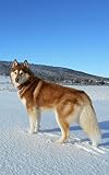 Photobook of Siberian Husky (English Edition)
