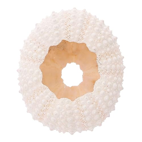 Corallo Desktop Ornamento Fotografia Display Ornamenti Tavolo da Spiaggia Centrotavola Decorazione da tavolo Decorare Decorazioni per la casa Puntelli per la casa