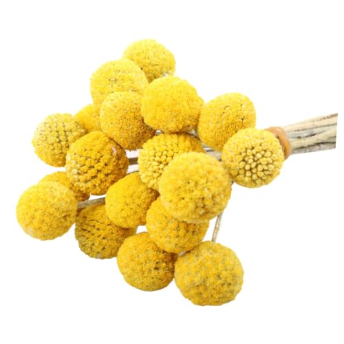 30 piezas de flores secas Craspedia decorativas amarillas miniatura 1